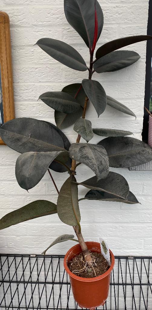 Ficus elastica, Huis en Inrichting, Kamerplanten, Ophalen, Ficus, Minder dan 100 cm