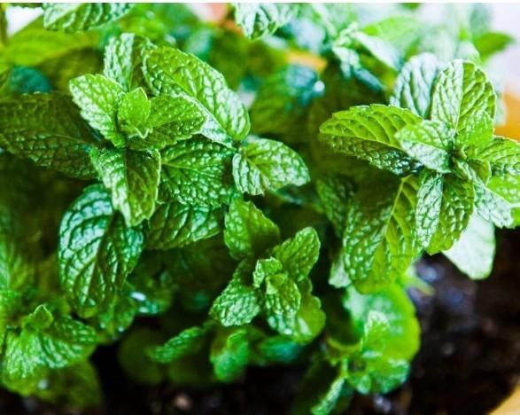 Boutures à la menthe, Enlèvement