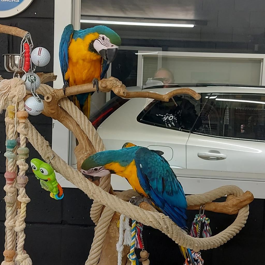 Jeunes aras bleu-jaune cueillis à la main, Bagué