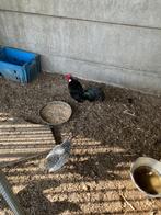 Hollandse kriel haan zwart, Dieren en Toebehoren, Pluimvee