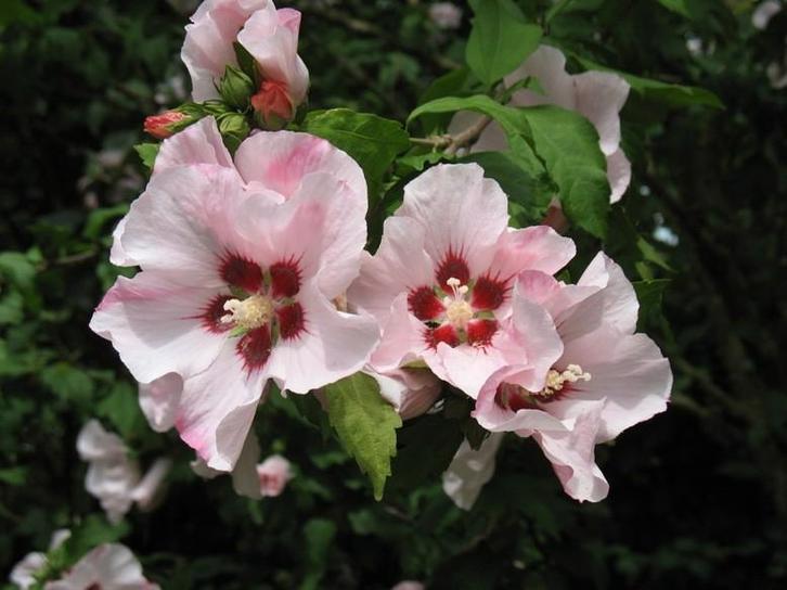 Hibiscus  syriacus "Hamabo", Jardin & Terrasse, Plantes | Arbustes & Haies, Arbuste, 100 à 250 cm, Enlèvement
