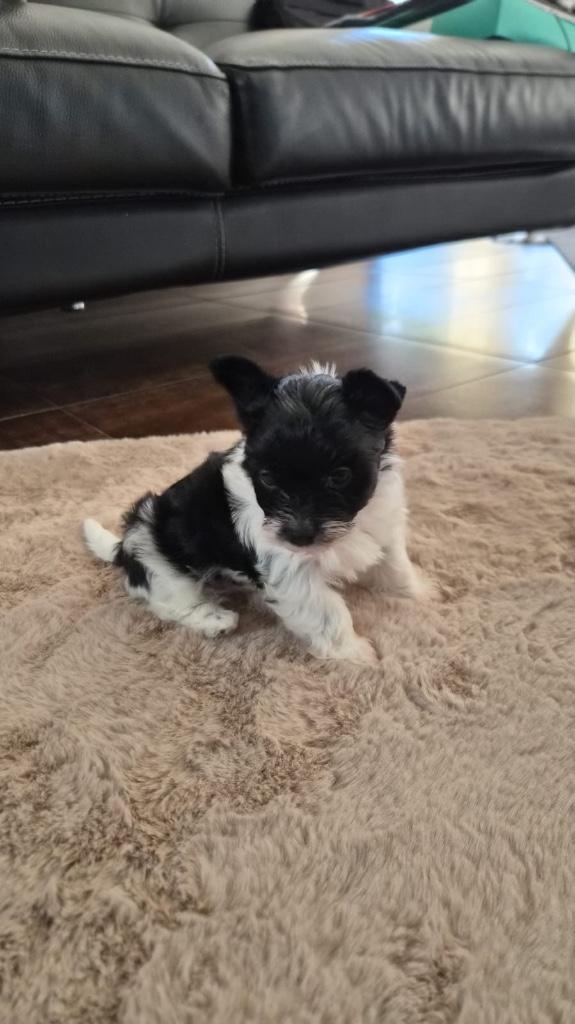 Yorkshire fille Biro noire et blanche, Fokker | Hobbymatig, 8 tot 15 weken, Buitenland, Teef