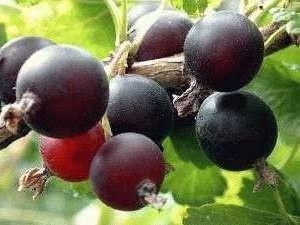 Jostabes (Ribes  nidigrolaria), Tuin en Terras, Planten | Fruitbomen, Overige soorten, Minder dan 100 cm, Volle zon, Lente, In pot