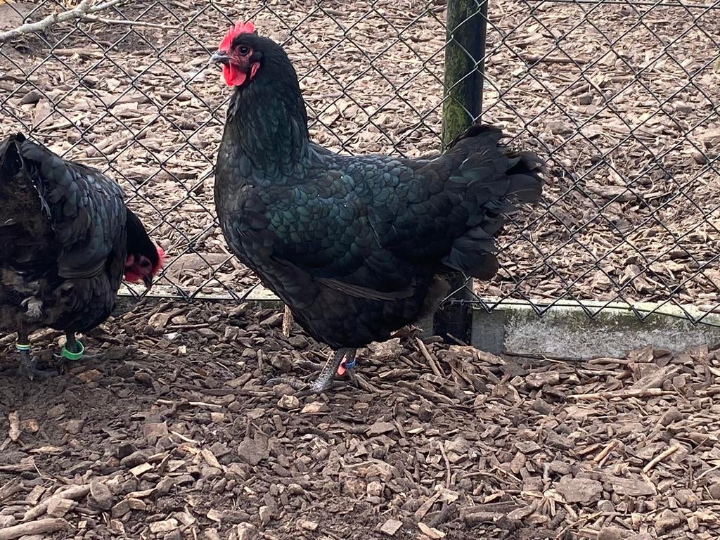 Zwarte australorp haan met 2-4 hennen, Dieren en Toebehoren