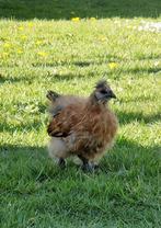 Haantjes, Dieren en Toebehoren, Pluimvee