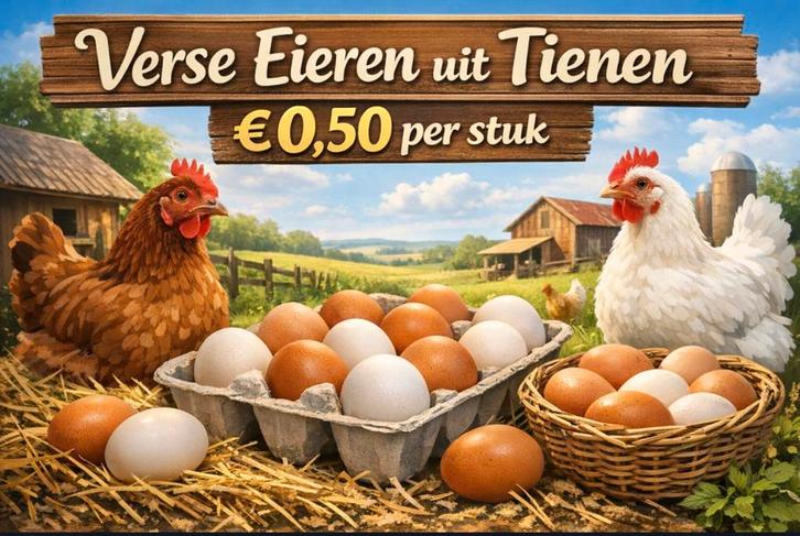 Verse  eieren van onze eigen kippen, Diversen, Levensmiddelen, Ophalen of Verzenden