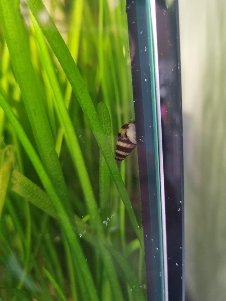 Helenaslakken, Zoetwatervis