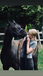 Gezocht: Paard / Pony – Eerste Droompaard!, Dieren en Toebehoren, Meerdere dieren, Zadelmak, 160 tot 165 cm, 7 tot 10 jaar