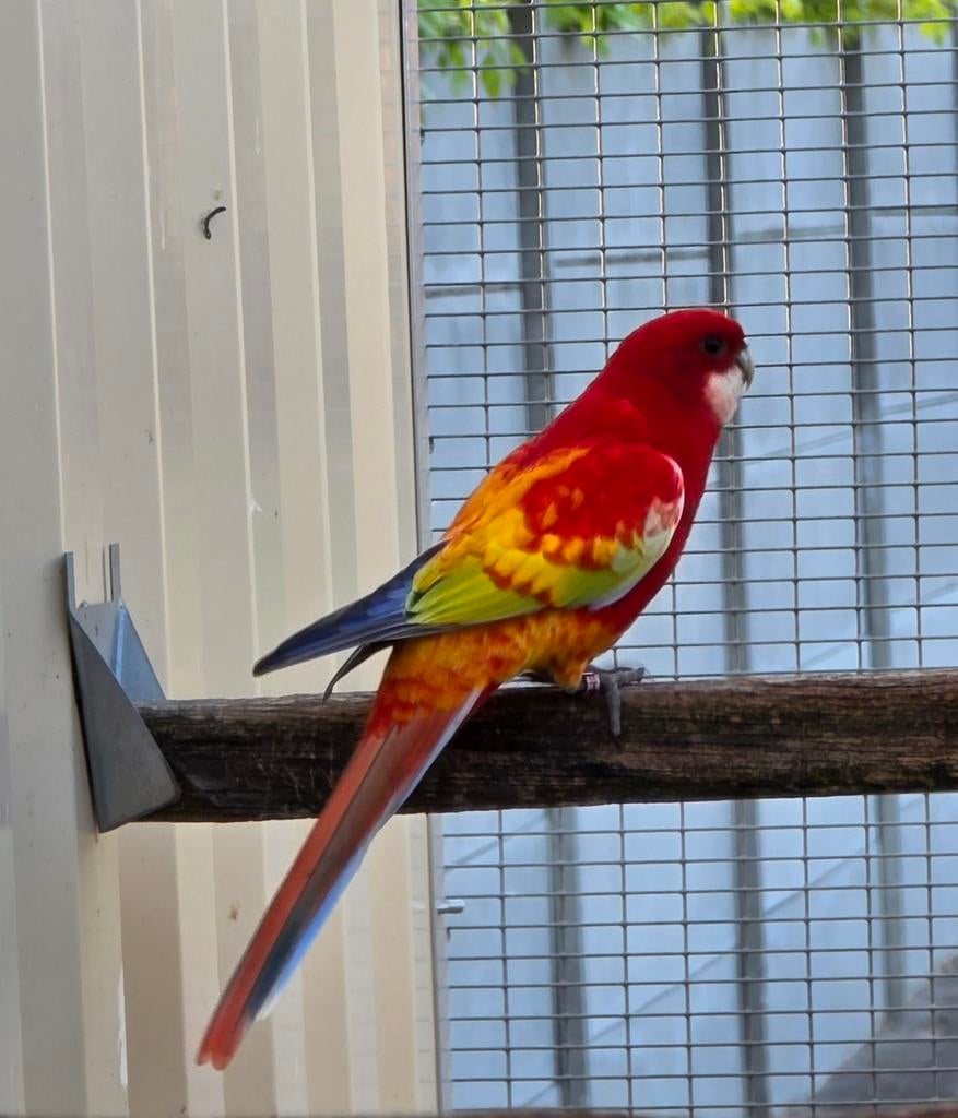 Gezocht pop golden opaline rosella, Dieren en Toebehoren, Vogels | Parkieten en Papegaaien