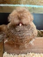 USA zijdehoen hennen, Dieren en Toebehoren, Pluimvee, Vrouwelijk, Kip