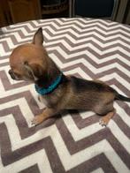 Chihuahua-pups mooi mini raszuiver zeer mooi kleintjes, België, Fokker | Hobbymatig, 8 tot 15 weken, Parvo
