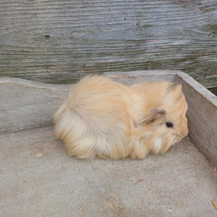 Langharige cavias peruvians, Dieren en Toebehoren, Knaagdieren, Januari