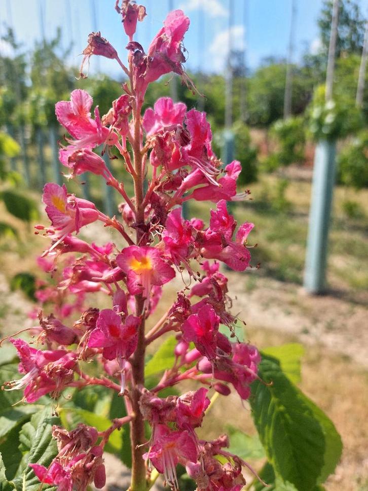 Rode paardenkastanje Briotti: Sierboom, Tuin en Terras, Planten | Bomen, Overige soorten, 250 tot 400 cm, Volle zon, Lente, Ophalen