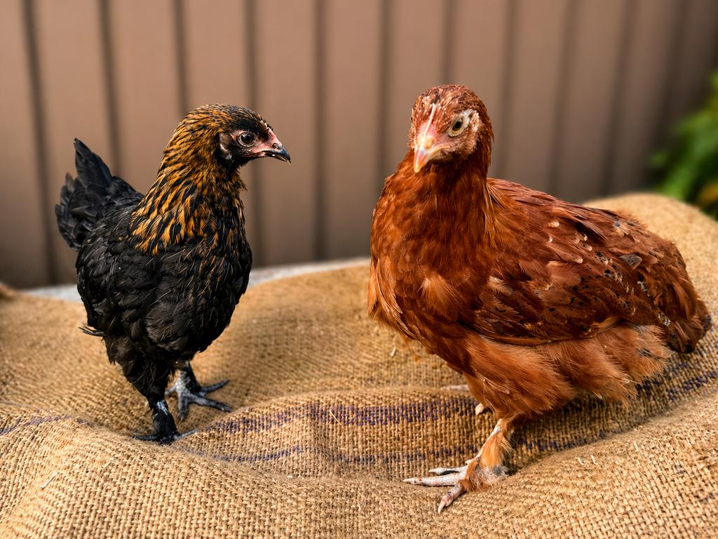 Trio marans kleurenmix 3 maand, Dieren en Toebehoren