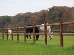 22. Omheining | houten omheining | doorsteek omheining, Pâturage, 4 chevaux ou poneys ou plus