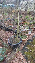 Grand figuier dans un grand pot de fleurs, Jardin & Terrasse, Enlèvement, Figuier