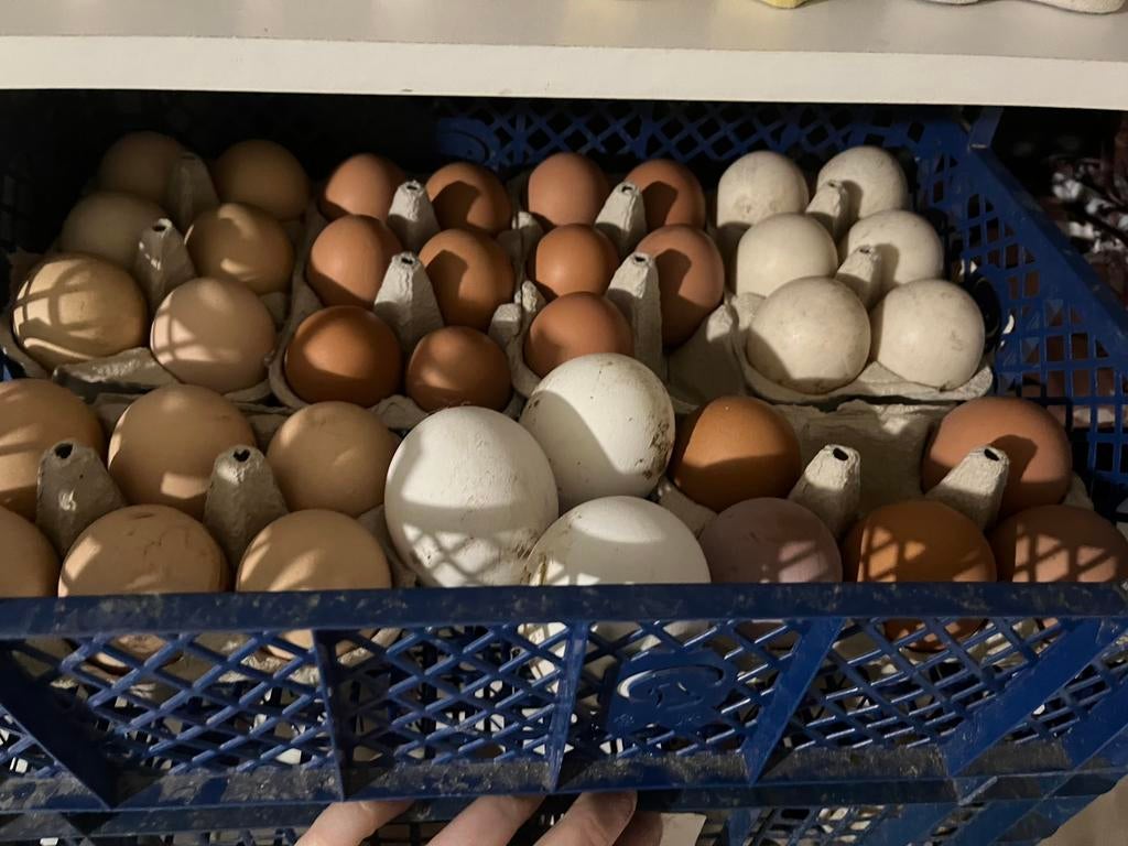 Bevruchte eicel, Ophalen