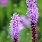 Liatris Kobold, Enlèvement, Mi-ombre