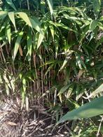 Diverse bamboescheuten van de PSEUSASA JAPONICA gratis., Tuin en Terras, Planten | Tuinplanten, Ophalen