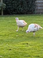 Kalkoen eieren ., Dieren en Toebehoren, Pluimvee, Kalkoen