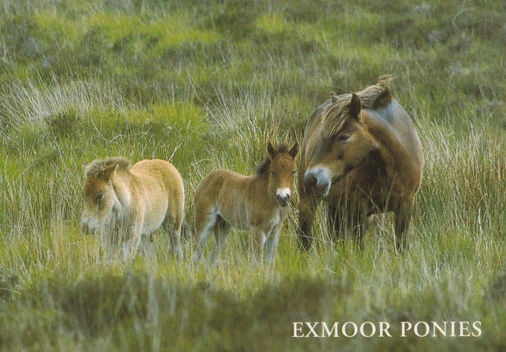 EXMOOR  PONY'S, Verzamelen, Postkaarten | Dieren, Verzenden, Ongelopen, Paard