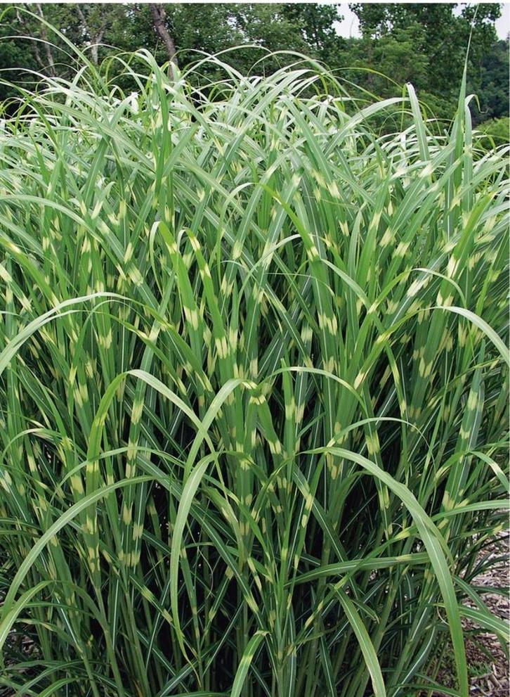 Siergras, Miscantus sin. 'Zebrinus' , zebragras, Tuin en Terras, Planten | Tuinplanten, Ophalen