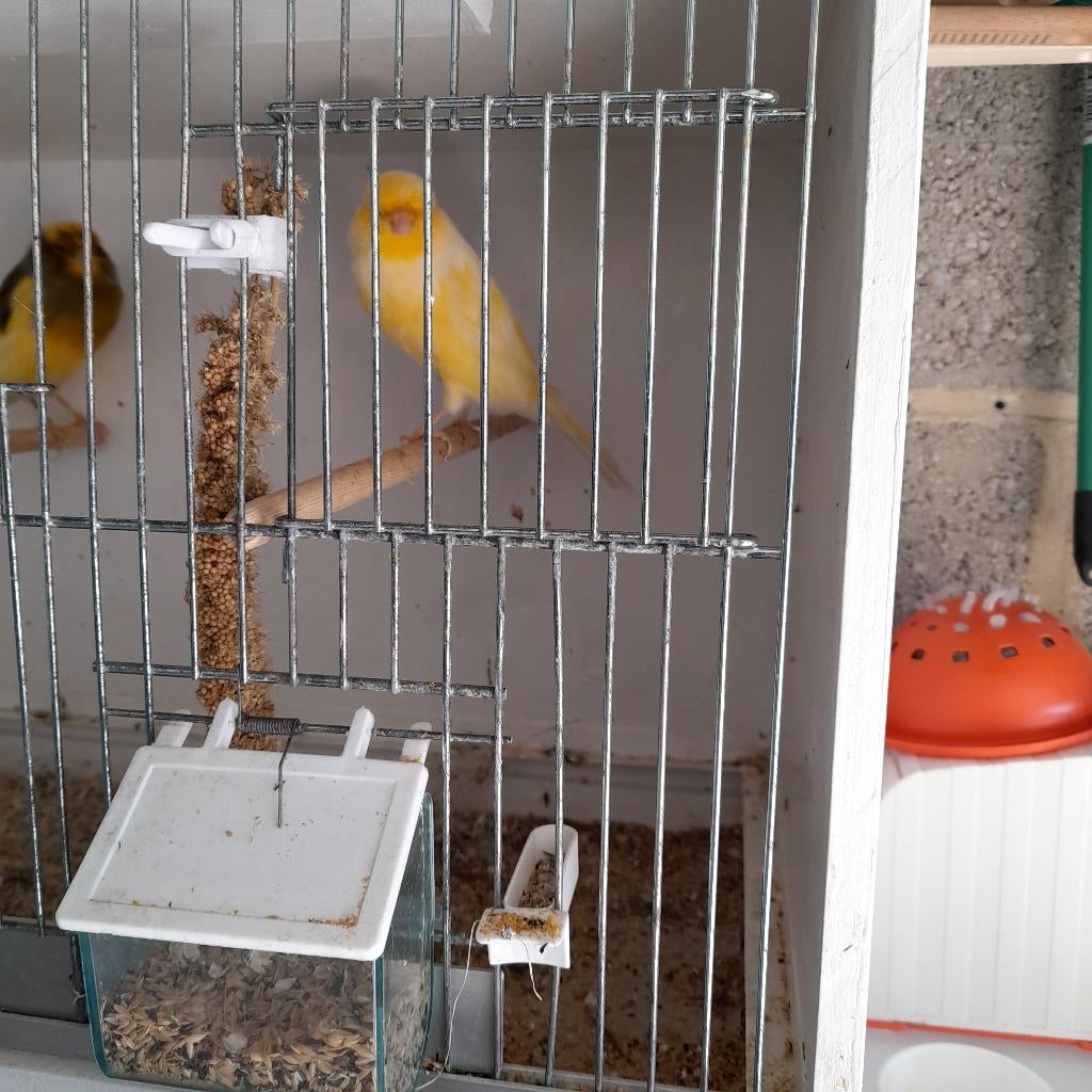 koppel grote kanaries, Animaux & Accessoires, Oiseaux | Canaris, Plusieurs animaux, Canari de posture