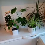 Plantes d'intérieur, Maison & Meubles, Plantes d'intérieur, Enlèvement