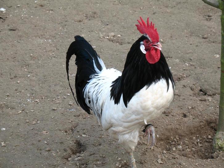 Oeufs à éclore, poules, champ à linge, Animaux & Accessoires, Volatiles, Poule ou poulet