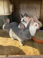 Jonge konijnen, Dieren en Toebehoren, Konijnen, Meerdere dieren, Middelgroot, 0 tot 2 jaar