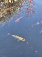 Lot de 8 kois japonais, Animaux & Accessoires, Enlèvement