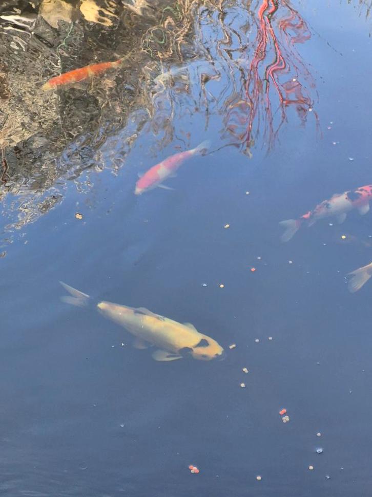 Lot de 8 kois japonais, Animaux & Accessoires, Poissons | Aquariums & Accessoires, Enlèvement