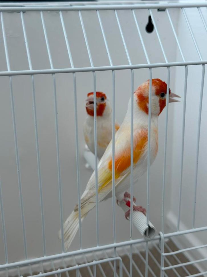 Chardonnerets mutation opal pheo, Animaux & Accessoires, Oiseaux | Oiseaux Autre, Plusieurs animaux, Bagué