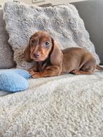 Chiots teckel, Poils courts, Chien (mâle), Belgique, 8 à 15 semaines