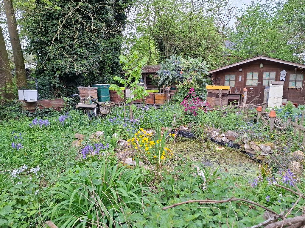 bijenvolken, Animaux & Accessoires, Insectes & Araignées, Abeilles