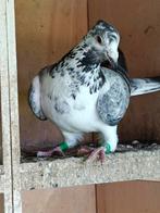 Pigeons voyageurs à vendre, Animaux & Accessoires