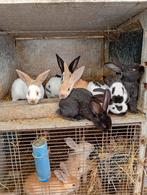 Mooi nestje konijnen te koop van 7, Dieren en Toebehoren