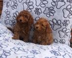 Poedel toy pups red en abricot, Dieren en Toebehoren, Poedel, 8 tot 15 weken, Buitenland, CDV (hondenziekte)