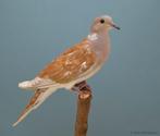 Lachduiven, Animaux & Accessoires, Oiseaux | Pigeons, Plusieurs animaux, Tourterelle
