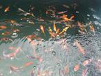 Koi 10-12cm a kwaliteit, Dieren en Toebehoren, Vissen | Vijvervissen