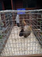 Viertal jonge hennen op overschot ras hollandse krielen