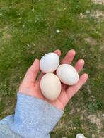 Cochin kriel broedeieren (Raszuiver!) 🐣