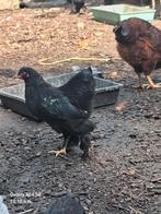 Haantjes, Dieren en Toebehoren