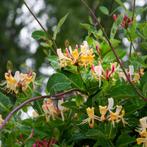 Kamperfoelie, Tuin en Terras, Planten | Tuinplanten, Ophalen, Vaste plant, Halfschaduw, Klimplanten