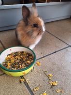 beaux petits La..pin,  Konij..n, Animaux & Accessoires, Enlèvement, Soins