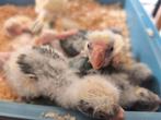 Kakariki, Dieren en Toebehoren, Meerdere dieren, Parkiet, Geringd