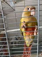 Conure 3 mois eam, Ophalen