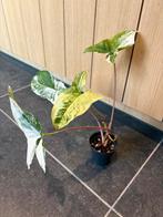 Syngonium Albo Variegata, Huis en Inrichting, Kamerplanten, Ophalen, Overige soorten, Halfschaduw, In pot