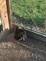 koppel Cochin kriel  2025, Dieren en Toebehoren, Pluimvee, Meerdere dieren, Kip