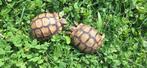 Moorse landschildpad, Dieren en Toebehoren
